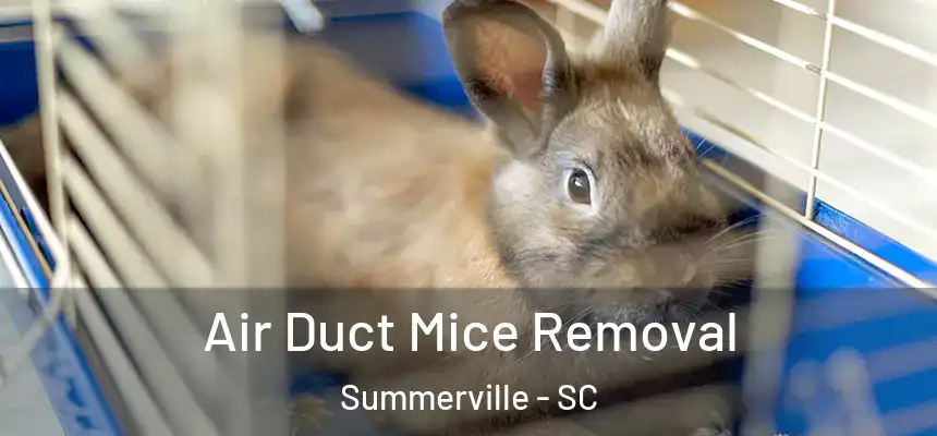 Air Duct Mice Removal Summerville - SC